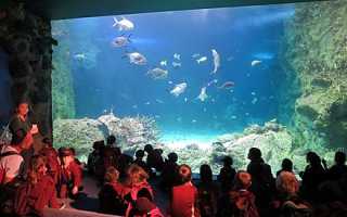 Где находится Сиднейский аквариум. Местоположение Сиднейского аквариума на карте Сиднея и описание