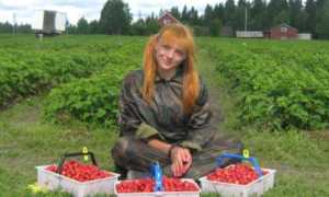 Сезонная работа за границей, сбор урожая в Европе – Финляндии, Испании и Польше