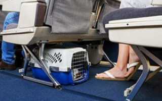 Перевозка кошек в самолете – как не сойти с ума