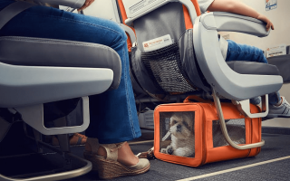 Аэрофлот: перевозка животных в самолете. Правила перевозки животных.