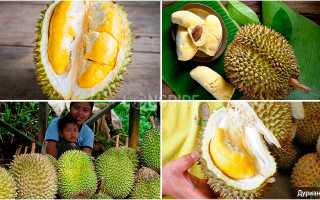 Названия экзотических фруктов Таиланда с фото и описанием